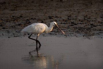 Eurasian spoonbill close up, walking at sunset in an Asian wetland looking for food with bright...