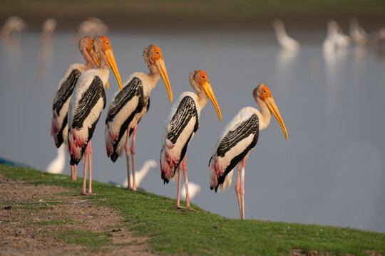 Group of painted stork (Mycteria leucocephala), a large wader in the stork family. It is found in the wetlands of the plains of tropical Asia. They immerse their half open beaks in water to find prey