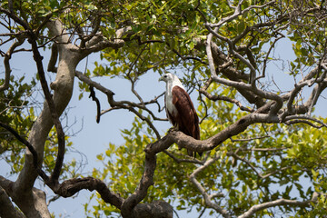 Brahminy kite (Haliastur indus) on a tree, also known as the red-backed sea-eagle in Australia, is a medium-sized bird of prey in the family Accipitridae. Both parents take part in nest building