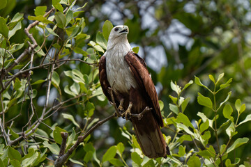 Brahminy kite (Haliastur indus) on a tree, also known as the red-backed sea-eagle in Australia, is a medium-sized bird of prey in the family Accipitridae. Both parents take part in nest building