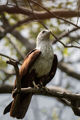 Brahminy kite (Haliastur indus) on a tree, also known as the red-backed sea-eagle in Australia, is a medium-sized bird of prey in the family Accipitridae. Both parents take part in nest building
