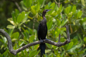 Naklejka premium Little cormorant close up on pose on a perch in Indian mangroves