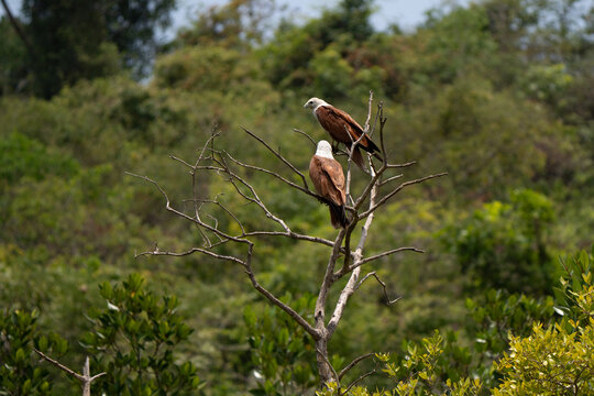 Brahminy kite pair (Haliastur indus) on a tree, also known as the red-backed sea-eagle in Australia, is a medium-sized bird of prey in the family Accipitridae. Both parents take part in nest building