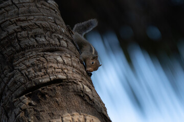 Indian palm squirrel cute potrait running fast on palm tree making typical sound, classic three stripes on fur visible 