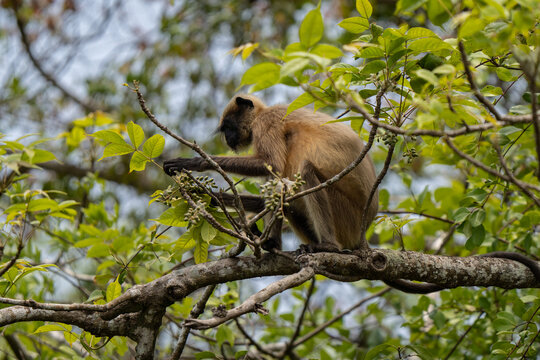 Black-footed gray langur feeding on a tree in Indian mangroves, sunset golden hours light and details of fur visible