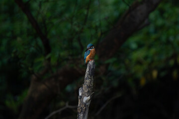 Profile of a coloured Eurasian kingfisher (Alcedo atthis) looking down. It is a sparrow-sized bird, short-tailed and large-headed profile. It has blue upperparts, orange underparts and a long bill