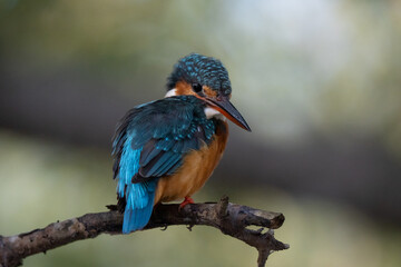 Close up of a coloured Eurasian kingfisher (Alcedo atthis). It is a sparrow-sized bird, short-tailed and large-headed profile. It has blue upperparts, orange underparts and a long bill