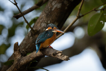 Close up profile of a coloured Eurasian kingfisher (Alcedo atthis). It is a sparrow-sized bird, short-tailed and large-headed profile. It has blue upperparts, orange underparts and a long bill