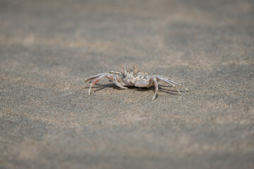 Ghost crab beautiful close up with pale color moving in the sand of Indian backwaters