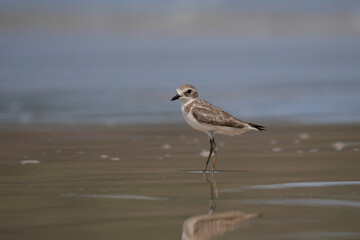 Tibetan sand plover female portrait running on the shore, beautiful plumage color visible 