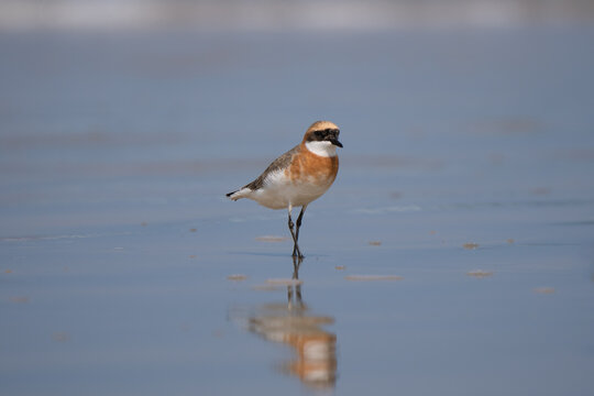 Tibetan sand plover male portrait running on the shore, beautiful plumage color visible 