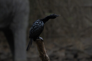 Little cormorant close up on pose on a perch drying the feathers