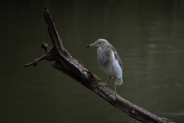 Indian pond heron portrait hunting fishes on a perch in Indian wetland, breeding plumage 