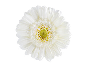 Fototapeta premium White gerbera isolated on transparent background, top view