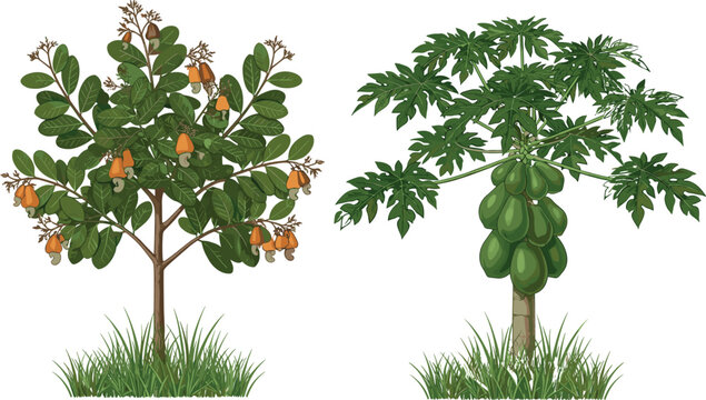 Detailed Illustration of Cashew Tree Bearing Nuts and Ripe Papaya Tree with Green Fruit, Representing Tropical Agriculture, Exotic Crops, Sustainable Farming, and Botanical Study Elements.