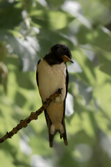 Barn swallow portrait resting on a tree branch during breeding season, classic forked tail visible 