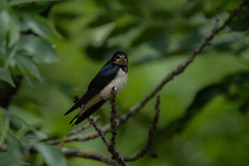 Barn swallow portrait resting on a tree branch during breeding season looking in camera, classic forked tail visible