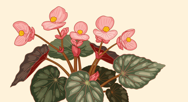A vibrant illustration featuring a cluster of pink begonia flowers with detailed green and red leaves against a soft beige background.