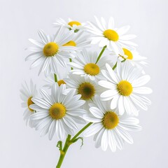 White chamomile flowers isolated on transparent background