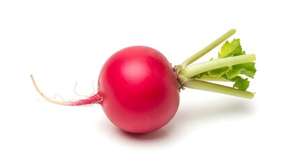 Fresh Red Radish with Green Leaves and Root.