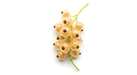 Fresh White Currants on Stem Isolated.