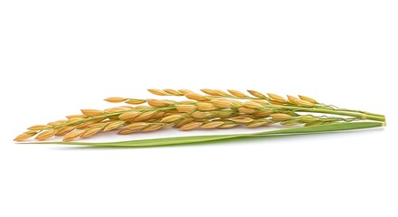 Golden Rice Stalk with Leaf on White Background.