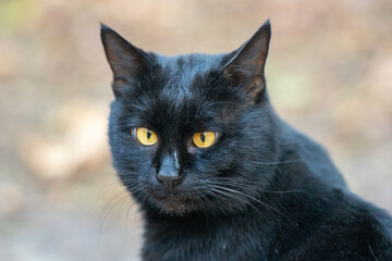 A black cat with a slight squint and bright eyes, a close-up portrait of a cat in nature