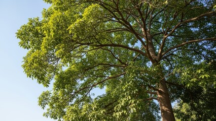 Vibrant Green Foliage Against Bright Blue Sky