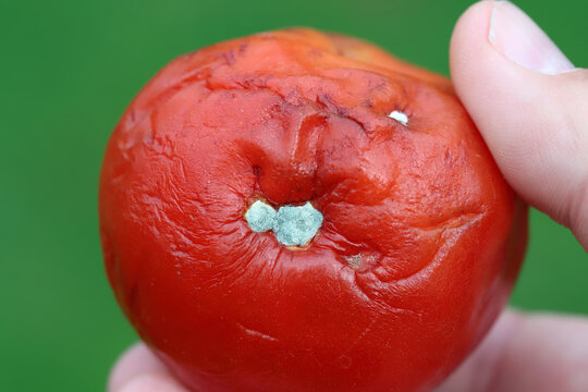 Mold on a tomato caused by saprotrophic fungi of the genera Cladosporium, Penicillium, Alternaria or Aspergillus.