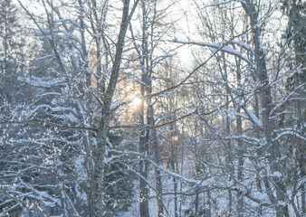 Winter forest scenery with sun shining trough trees. Evening winter forest. High quality photo