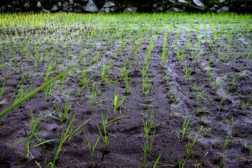 The young rice plants or oryza sativa with green leaves growing abundantly in rice fields