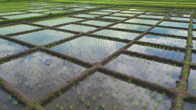 Paddy fields mirror sky tranquil farmland