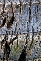 The texture of an old coconut tree or cocos nucifera trunk with cracks around it