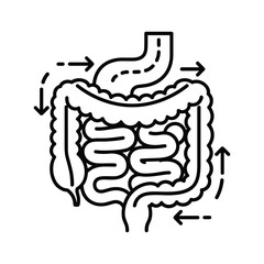 Outline icon representing the human digestive system showing stomach and intestines with arrows indicating movement, isolated on