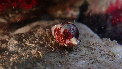 Mediterranean rocky shore hermit crab or Mediterranean intertidal hermit crab (Clibanarius erythropus) in common cerith (Thericium vulgatum) shell undersea, Ligurian Sea, Italy, Imperia