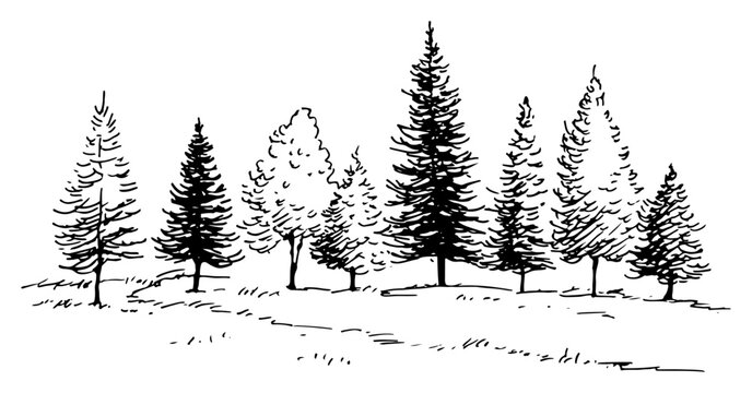 Rough ink sketch of coniferous forest landscape with row of pine trees in nature vector illustration