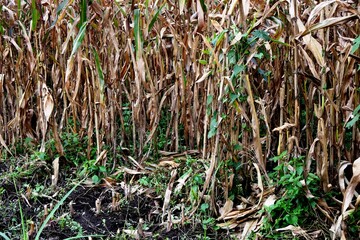 The dry brown corn or zea mays plants in a field