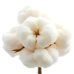 Fluffy cotton bolls isolated on transparent background
