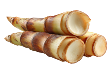 High Quality Bamboo Shoot for Eco and Nature Inspired Designs on Transparent or White Background PNG