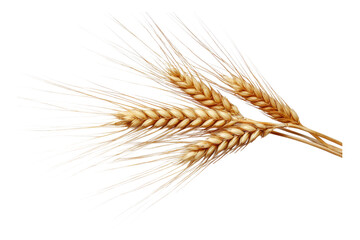 Barley Spike with Awns Close Up on Transparent or White Background PNG