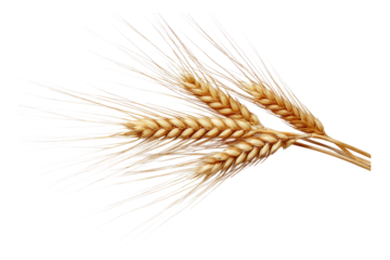 Barley Spike with Awns Close Up on Transparent or White Background PNG