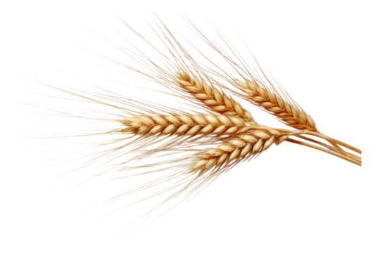 Barley Spike with Awns Close Up on Transparent or White Background PNG