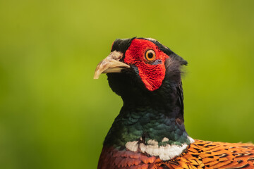 Male common pheasant close-up portrait on green background