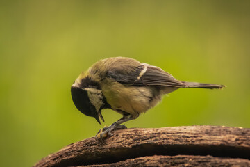 Obraz premium Great Tit Eating a Seed on Tree Trunk