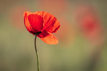 Single red poppy flower with soft abstract background