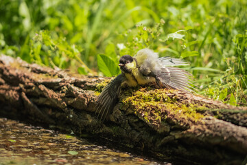 Young great tit stretching wings on mossy log by water