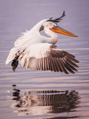 Dalmatian pelican landing on calm water with reflection