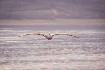 Dalmatian pelican flying low over calm water at sunrise