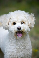 Una fotograf&iacute;a de un perro maltipoo en un entorno al aire libre divertido con vegetaci&oacute;n borrosa. Un perro est&aacute; sonriendo.
