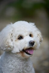 Una fotograf&iacute;a de un perro maltipoo en un entorno al aire libre divertido con vegetaci&oacute;n borrosa. Un perro est&aacute; sonriendo.